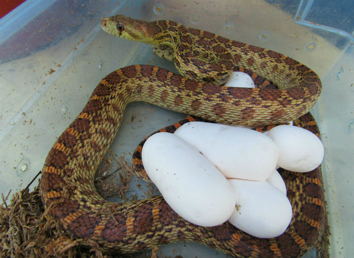 Pacific Gopher Snake